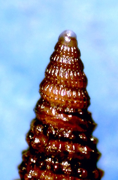 Cerithiopsis da identificare